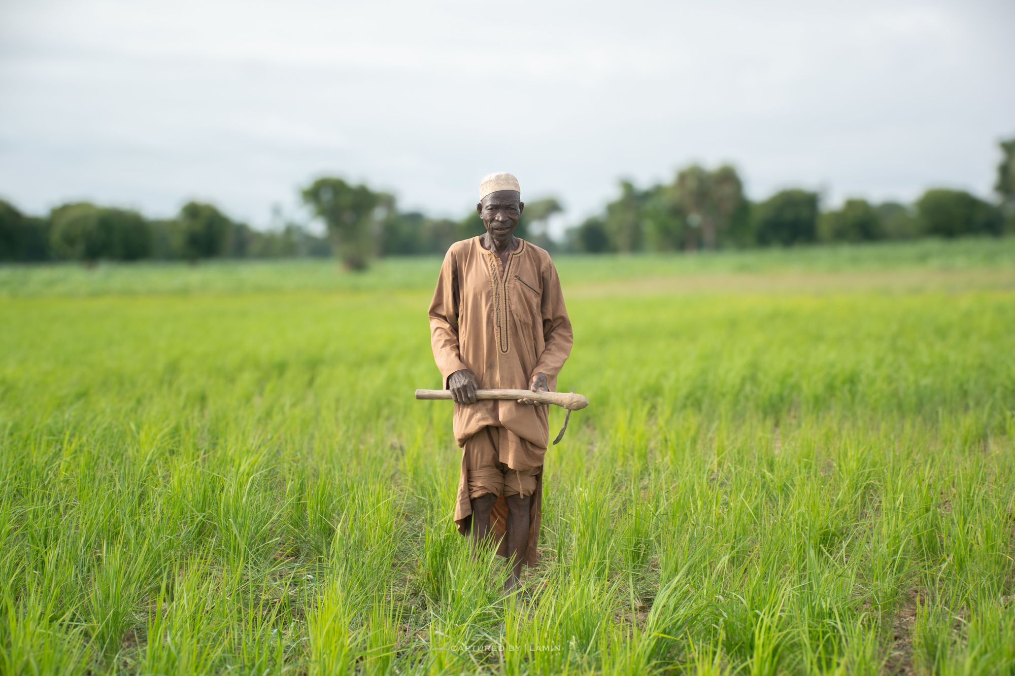 A farmer standing in his young rice field