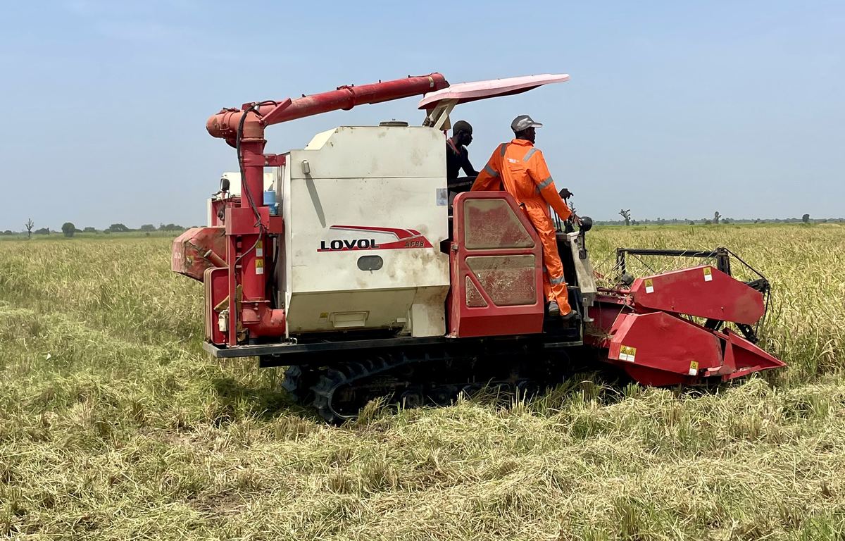 A combine harvester cutting paddy, with its operators aboard