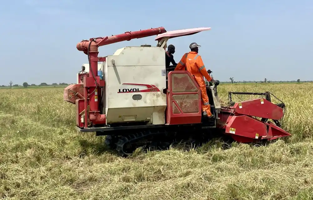 A combine harvester cutting paddy, with its operators aboard